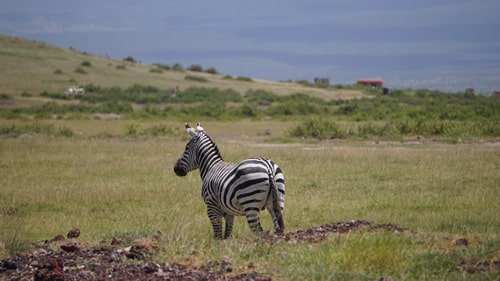 east africa group safari tour
