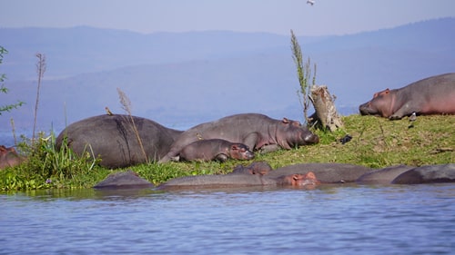east africa group safari tour