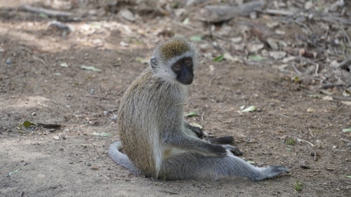 east africa group safari tour