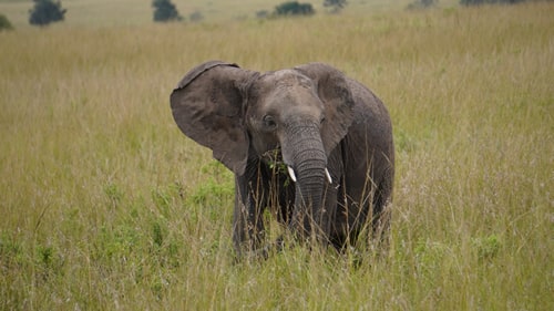 east africa group safari tour