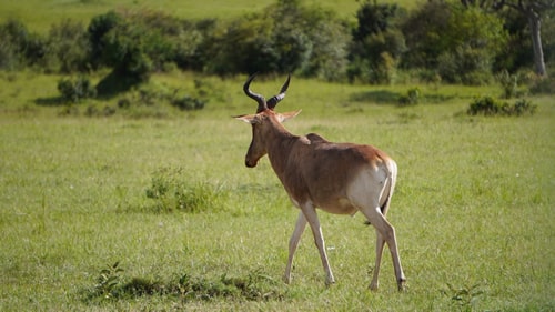 east africa group safari tour