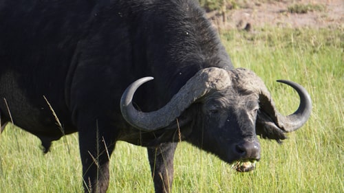 east africa group safari tour