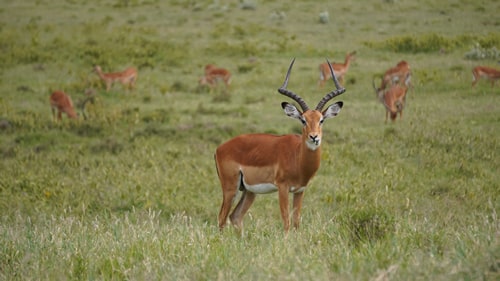 images/gallery/5-days-masai-mara.jpg