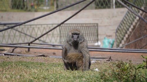 images/gallery/5-days-tarangire-safaris.jpg