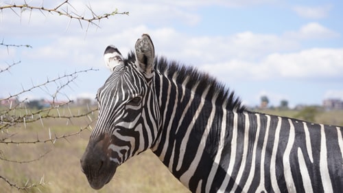 images/gallery/6-days-manyara-serengeti.jpg