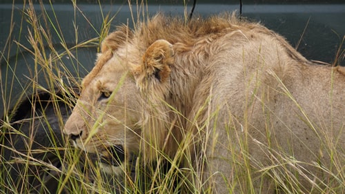 images/gallery/6-days-masai-mara-nakuru.jpg