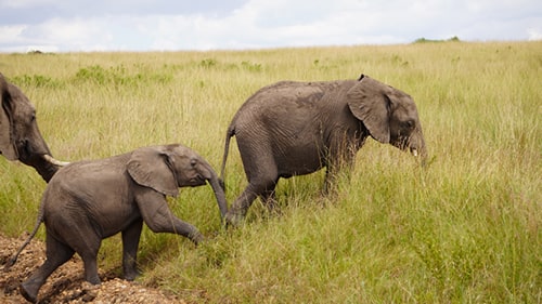 images/gallery/7-days-masai-mara-nakuru.jpg