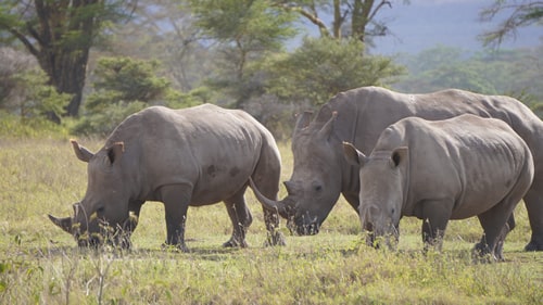 images/gallery/8-days-kenya-safari-masai-mara.jpg