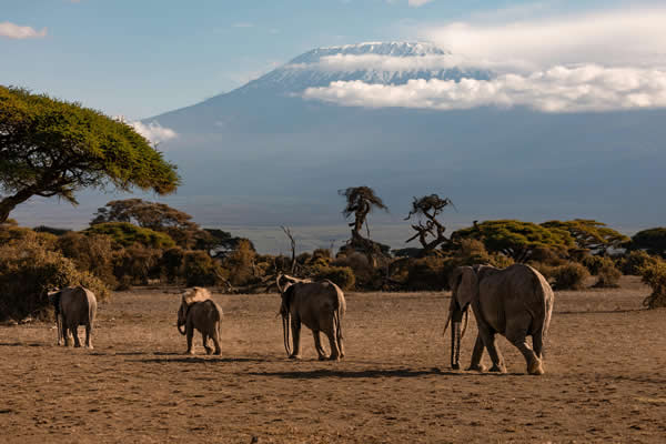 safaris and tours