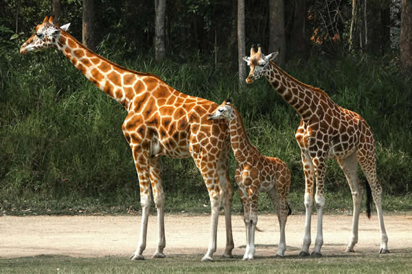 tours and safaris in kenya