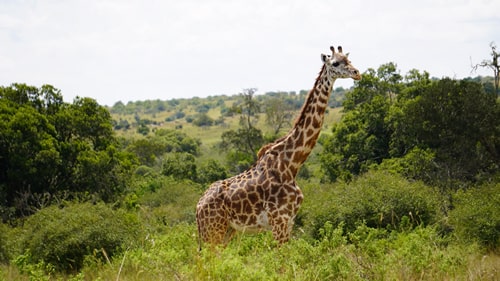 kenya safaris and tours
