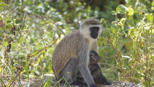 kenya safaris and tours