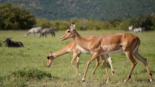 kenya safaris and tours