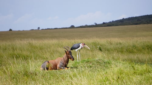tanzania safaris