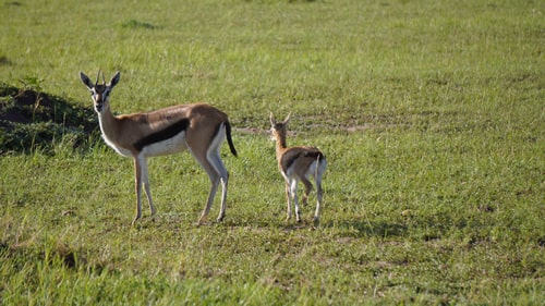 tanzania safaris